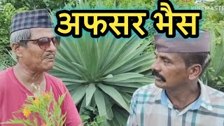 अफसर भैंस || kumauni short film @APNAMANGAL
