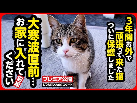 【外猫 保護】大寒波直前...過酷なお外で生き抜いてきた2匹の猫を保護しました【前編】