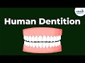 Human Dentition and Tooth Count