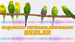 Kuşunuzu Heyecanlandıracak Gerçekçi Kuş Ortamı! Toplu Kuş Sesleri ve Kanat Sesleri