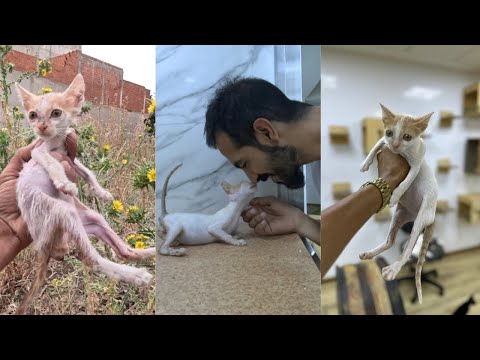 Rescue Stray Kitten, Hairless and Motherless!