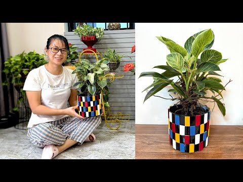 The most popular indoor plants and how to make new pots from recycled plastic bottles