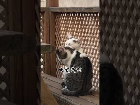 猫神様と過ごす世界線