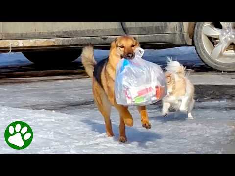 Exceptional German Shepherd Does It All, Even Takes Out The Trash