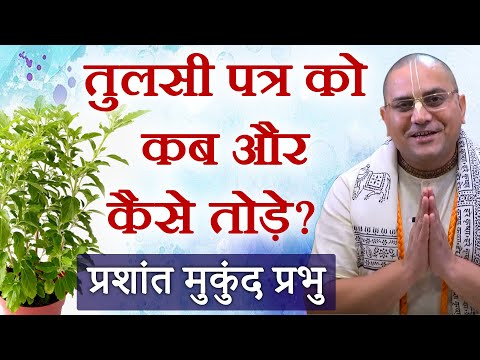 भूलकर भी तुलसी के पत्ते को इस दिन नहीं तोड़ना |  श्रीमान प्रशांत मुकुंद प्रभु