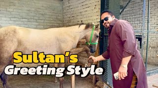 Sultan horse ko slaam karna a gaya🥹Kiky’s update😍(mian saqib)