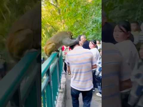 🤣🤣🤣🤣..#shotrs #shortvideo #shorts #youtubeshort #trending #monkey