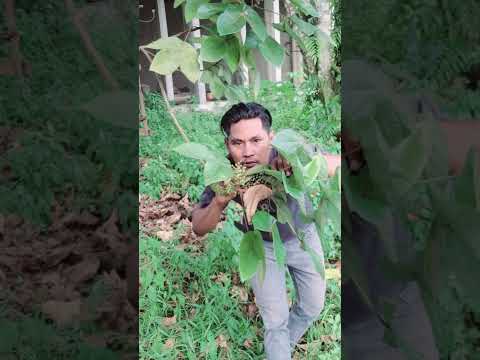Pemandangan yang bagus