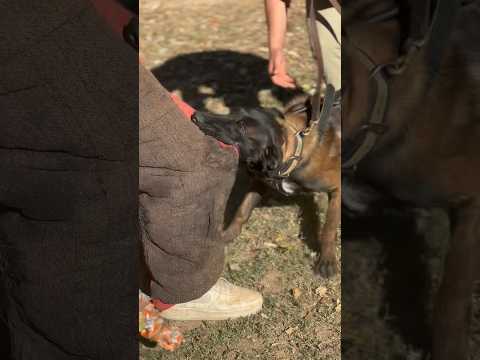 Process of getting a dog Comfortable ???? #bitework #mal #k9 #dogbite