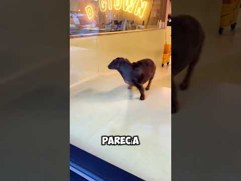 Este perrito le SUPLICÓ que lo adoptara 🥺❤️#shorts