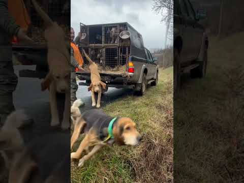 chiens de chasse