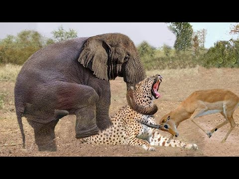 Elephant Herd Attacks Leopard, Saves Impala From Death - Wild Discovery Animals 2025