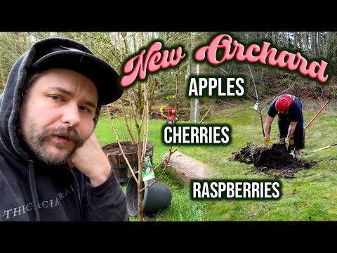 LETS TRY THIS AGAIN! Starting our New Orchard! | Apples, Cherries & Raspberries