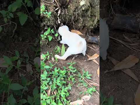 This dog found an interesting animal in the cave