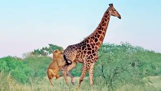 Lions Bring Giraffe Down in the Road After Hanging on Its Tail