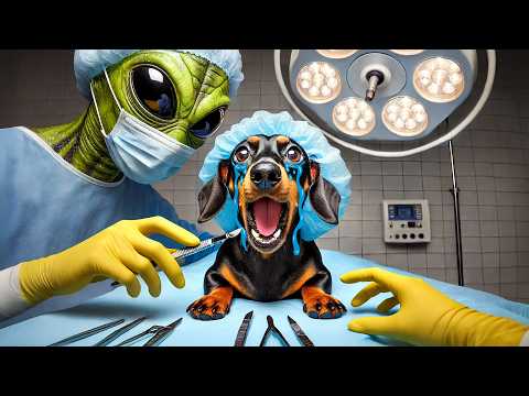 Last Day On Earth! Cute & Funny Dachshund Dog Video!