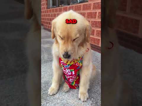 This Dog Regretted It! #animals #cute #pets