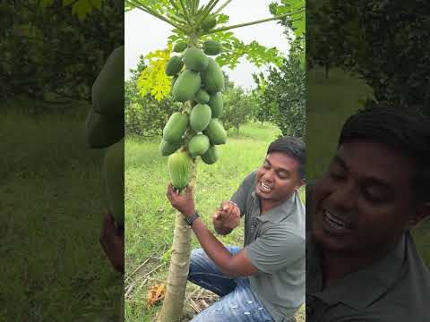 পেঁপের উপকারিতা #farmers #agriculture