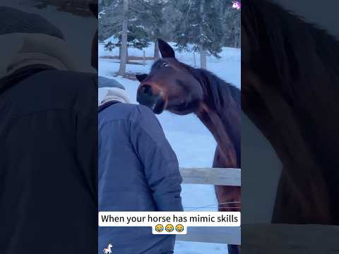 When your horse has mimic skills #funny #youtube #animals #horse #horseriding #funyvideo #mimic