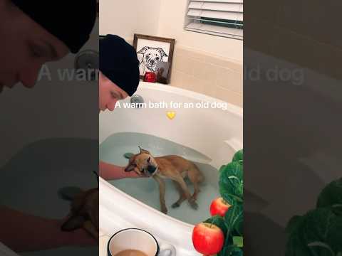 @darrenandlittlemiss4ever TikTok 💛🐾