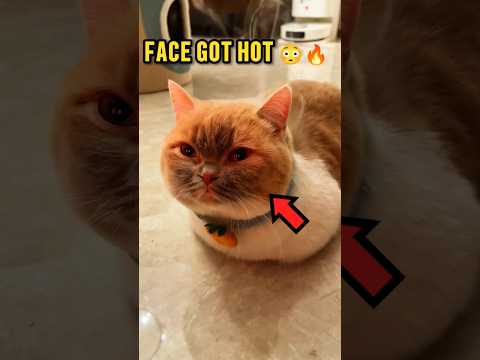 Cat Thought Fan Would Help 😂❤️