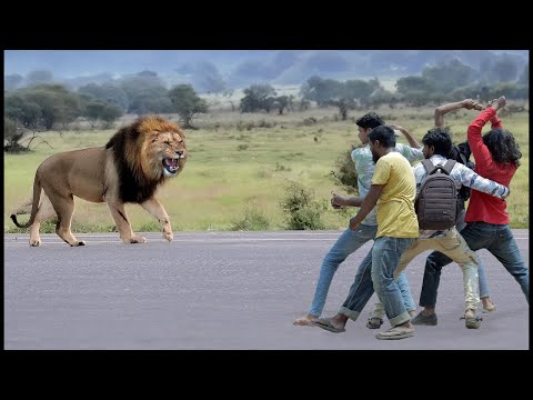 Failed Lion Attack | Animal Attack Film by Wild Fighter