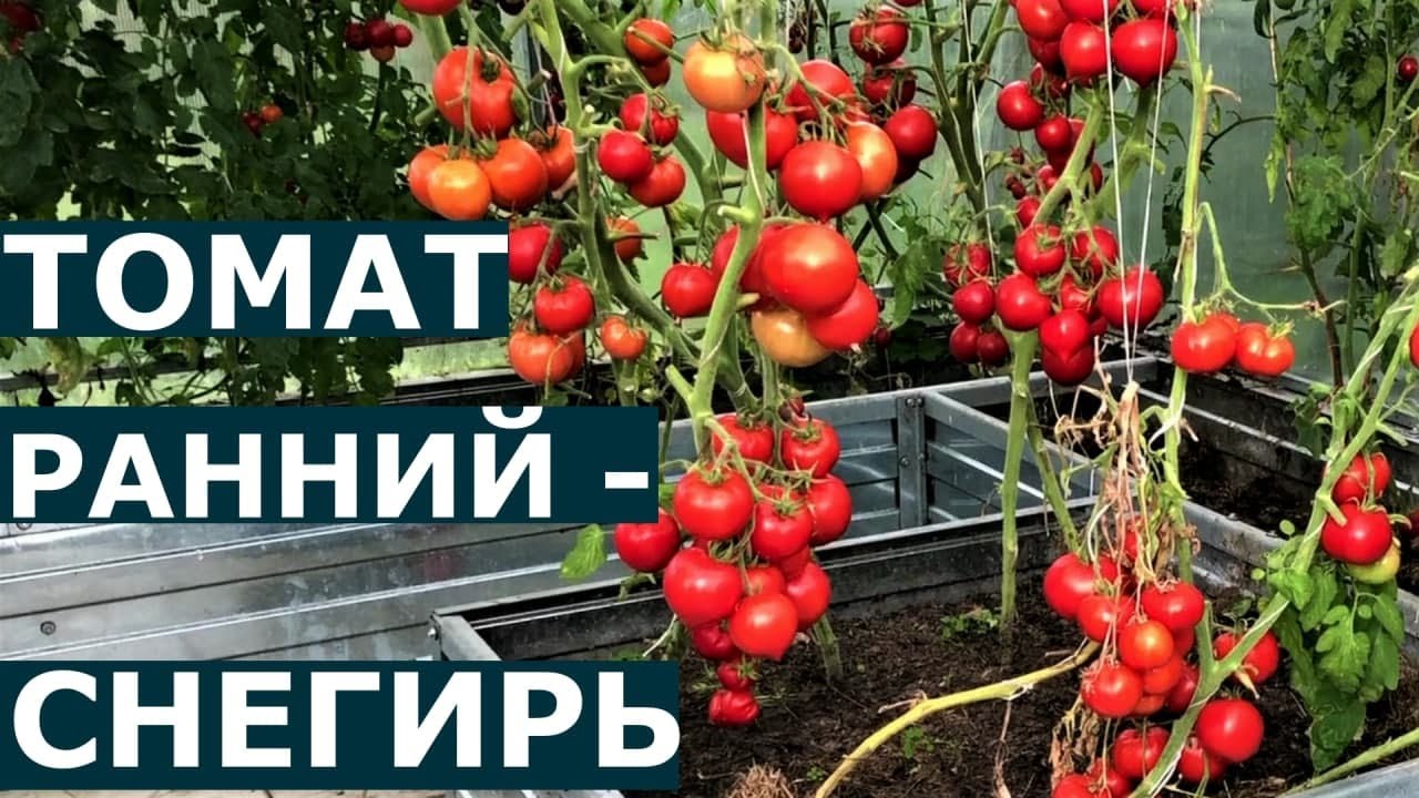 Томат снегирь подробное описание сорта