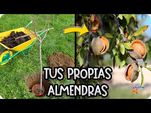 Como Y Cuando Plantar Almendro : Cuidados Y Necesidades De Este Árbol || La Huertina De Toni