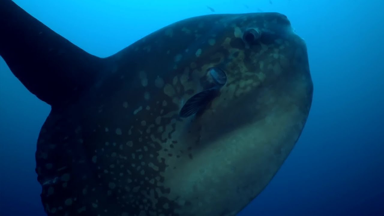 Enormous Ocean Sunfish Caught on Camera Cleaning Itself BBC Earth