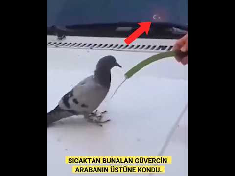 SICAKTAN BUNALAN GÜVERCİN BAKIN NE YAPTI. #shorts #keşfet #güvercin