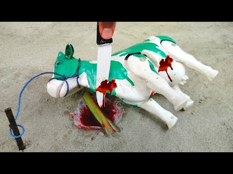 WADIDAU PROSES POTONG SAPI‼️| GREENLY SHORTS