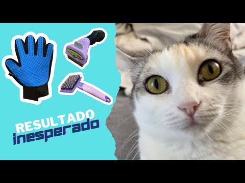 Poniendo a prueba cepillos para gatos: ¿Cuál es el mejor?