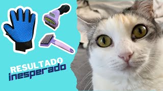 Poniendo a prueba cepillos para gatos: ¿Cuál es el mejor?