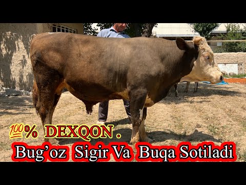 💯%  DEXQON  BUQA VA BUG’OZ  SIGIR SOTILADI ☎️ 99-638-03-99 . Dastafkakyuq.    July 12, 2025