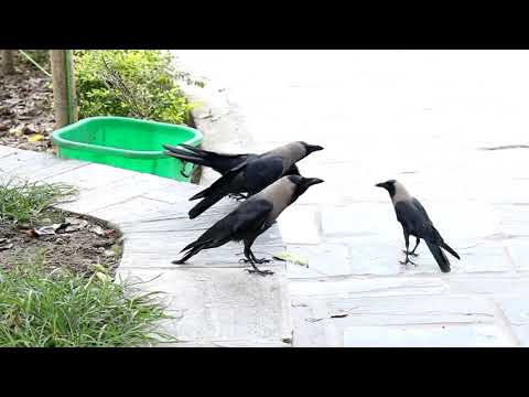 Crow Walk and Dance #funny #birds