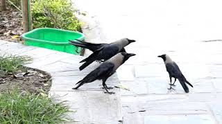 Crow Walk and Dance #funny #birds
