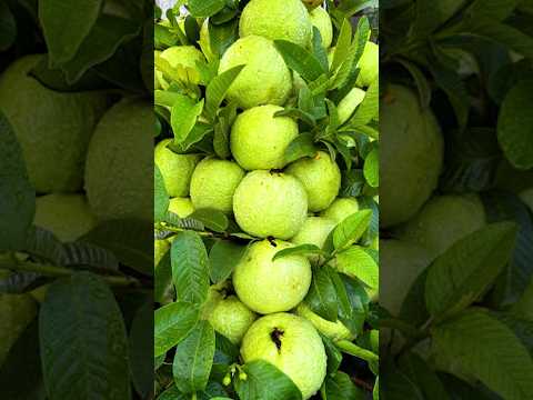🌿How to grow Guava tree, new technique of propagate guava tree using onion juice🧅 #guava #gardening