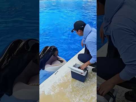 シャチと会話