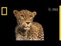 Persian Leopards and Filmmaking