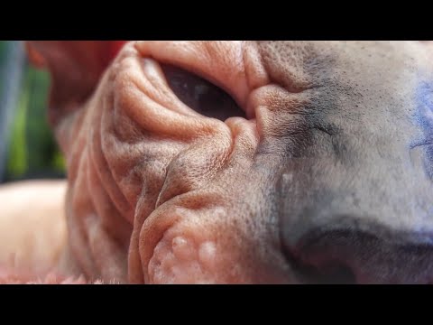 Sphynx Cat HORUS 💕 Close Up Video