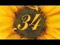 Fibonacci Spirals and Sunflower Counts