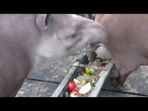 ¿Que es un Tapir?