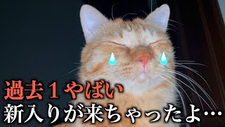 【祝】新しい家族を迎えました。