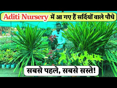 सर्दियों के पौधे बाजार में आ गए! सबसे पहले और सबसे सस्ते पौधे यहां मिलेंगे Aditi Nursery में