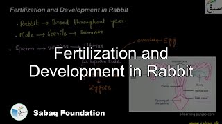 Fertilization and Development in Rabbit