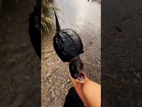 The little apprentice says it's time to show his strength. #SnappingTurtle