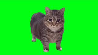 OIIA Cat x Ievan Polkka (OFFICIAL VIDEO)