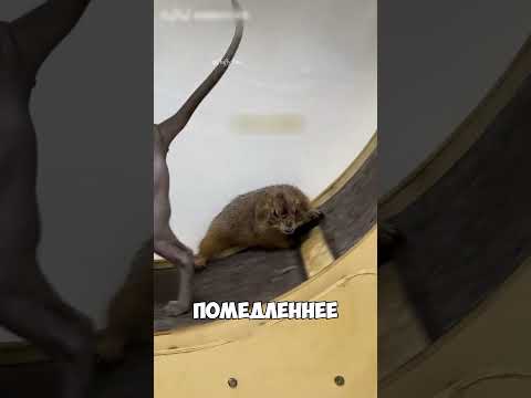 Битва за беговую дорожку 🐹🏃‍♂️🐱 #кошки  #животные #милота #animals
