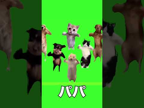 猫ダンスを空耳したらよくわからなかった。#猫ミーム