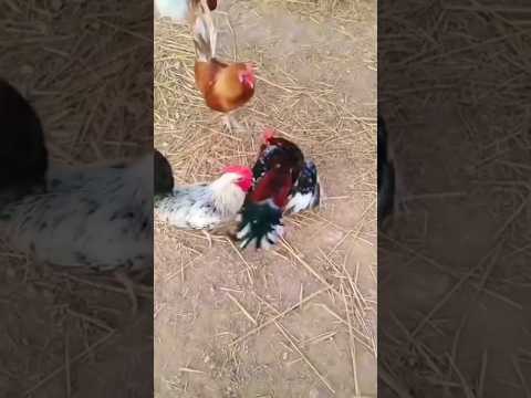 Hen #shorts #trending #funny
